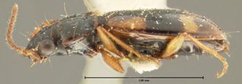 Media type: image; Entomology 16299   Aspect: habitus lateral view